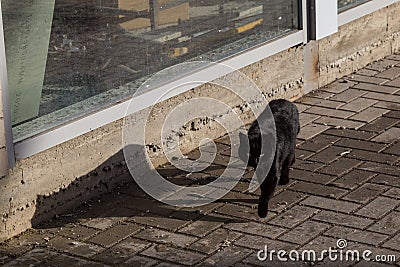 The black cat crossed the road. The object of superstition among the peoples of different countries of the world Stock Photo