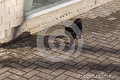 The black cat crossed the road. The object of superstition among the peoples of different countries of the world Stock Photo