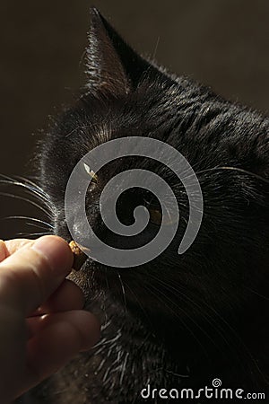 Black cat eating food from the hands. Green smart eyes. Stock Photo