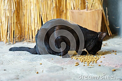 Black cat cat eats cat dry food. Feed pets. A street black cat eats food. Cute cat Stock Photo