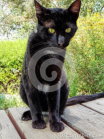 Black cat with an Evil physiognomy. Pets and mood Stock Photo