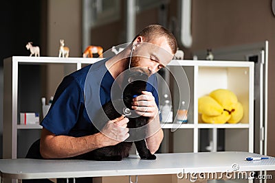 Black cat examined by veterinarian in clinic. Vet listens with stethoscope Stock Photo