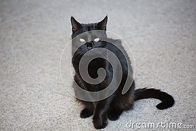 Black cat with expressive eyes Stock Photo