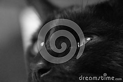 Black Cat face eye macro BW close up Stock Photo