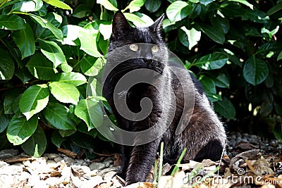 Black cat in the garden Stock Photo