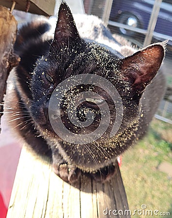 Black cat Gizmo has Catnip overload Stock Photo