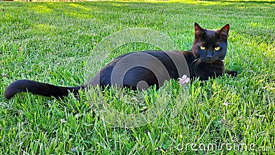 Black cat in grass carnivore Stock Photo