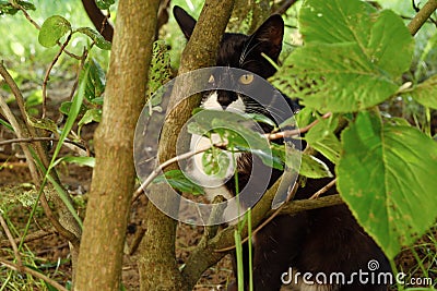 Black cat in the green bushes in the Park Stock Photo