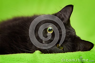 Black cat with green eyes relaxing on blanket Stock Photo