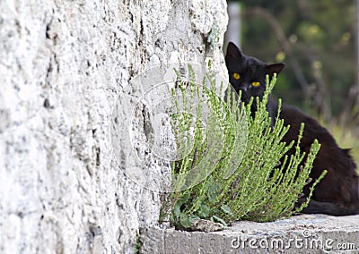 Black cat hidind Stock Photo