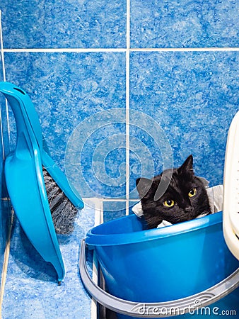 Black cat hiding in bathroom Stock Photo