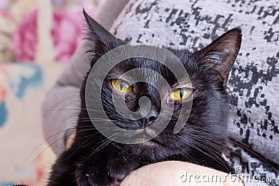 A black cat with a human expression Stock Photo