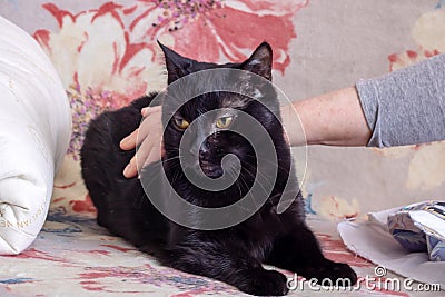 A black cat with a human expression Stock Photo