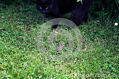 Black cat hunting a little field mouse Stock Photo