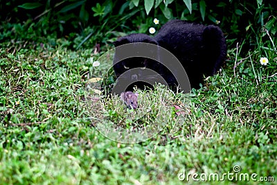 Black cat hunting a little field mouse Stock Photo