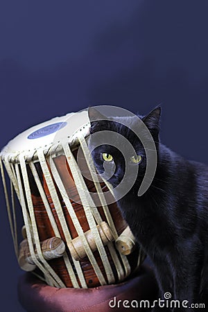 Black cat and Indian tabla drums on a black background Stock Photo