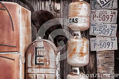 Black Cat Jumping from a Rusty Old Mailbox Editorial Stock Photo