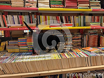 Black cat at the Libreria Acqua Alta, Bookstore High Tide in Venice, Italy Editorial Stock Photo