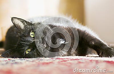 A black cat lies on the carpet Stock Photo