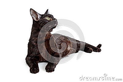 Black Cat Lying Down Looking Side - Extracted Stock Photo