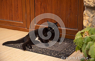 A black cat is lying on a rug near the wooden doors. Stock Photo