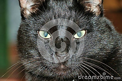 cat Marsik, close-up Stock Photo