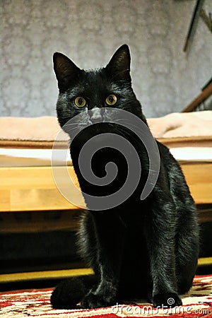 black cat marsik , Stock Photo