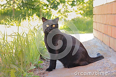 Black cat posing sitting in the grass Stock Photo
