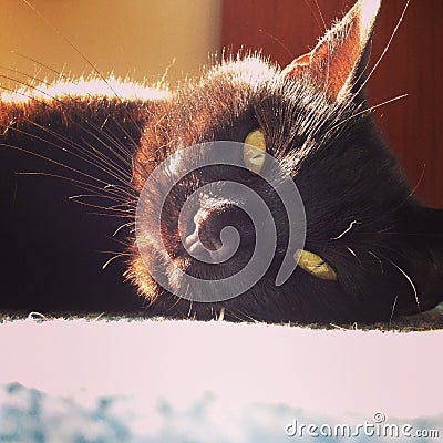 Black cat with orange eyes Stock Photo