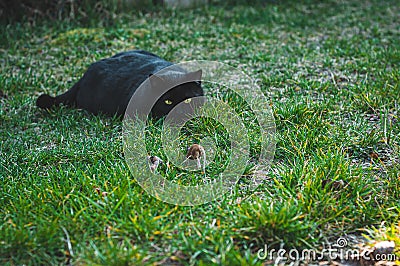 Black cat preys on a field mouse in the grass. The cat in silence fell silent Stock Photo