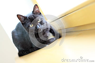 Black cat resting on a wooden windowsill in the house Stock Photo