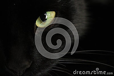 Black cat`s yellow eye Stock Photo