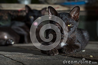 black cat is sick lying on the wooden Stock Photo