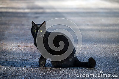 Black cat sits on the street and looks with her green-yellow eye Stock Photo