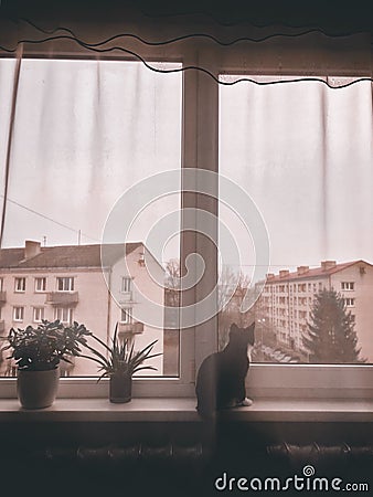 A black cat sits on a windowsill and looks out the window. The cat is hiding behind curtains Stock Photo