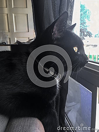 Black cat sitting on edge of couch Stock Photo