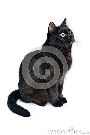 Black cat is sitting on a white background Stock Photo