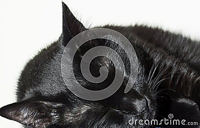 Black cat sleeping Stock Photo