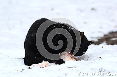 Black cat in the snow eating something Stock Photo