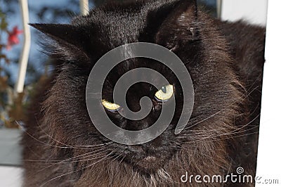 The black cat tilted its head. Stock Photo