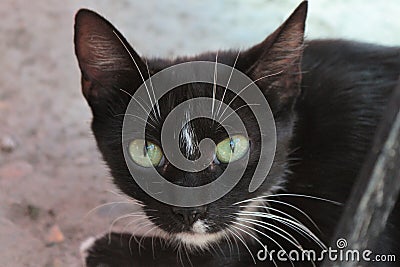 Black cat with turquoise eyes Stock Photo