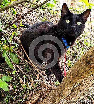 Black Cat on Harness Adventuring Outside Stock Photo