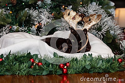 A black cat wearing reindeer antlers. Stock Photo