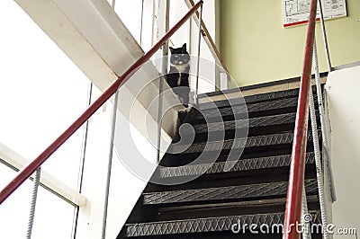 Black cat with white collar protects the steep metal stairs Stock Photo