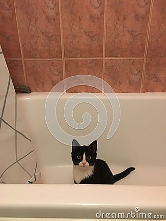 A black cat with a white muzzle sits in a white bath in the bathroom and looks directly into the camera Stock Photo