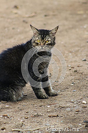 a black cat that had an angry and ferocious expression Stock Photo