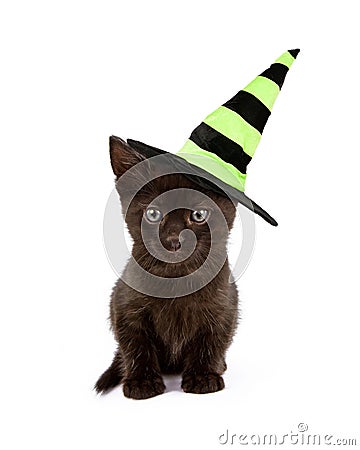 Black Cat in Witch Hat Stock Photo