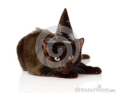 Black Cat with witch hat for halloween. isolated on white Stock Photo