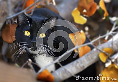 Black Cat Yellow Eyes & Fall Leaves Stock Photo