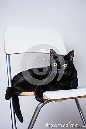 Black yellow-eyed cat on white background Stock Photo